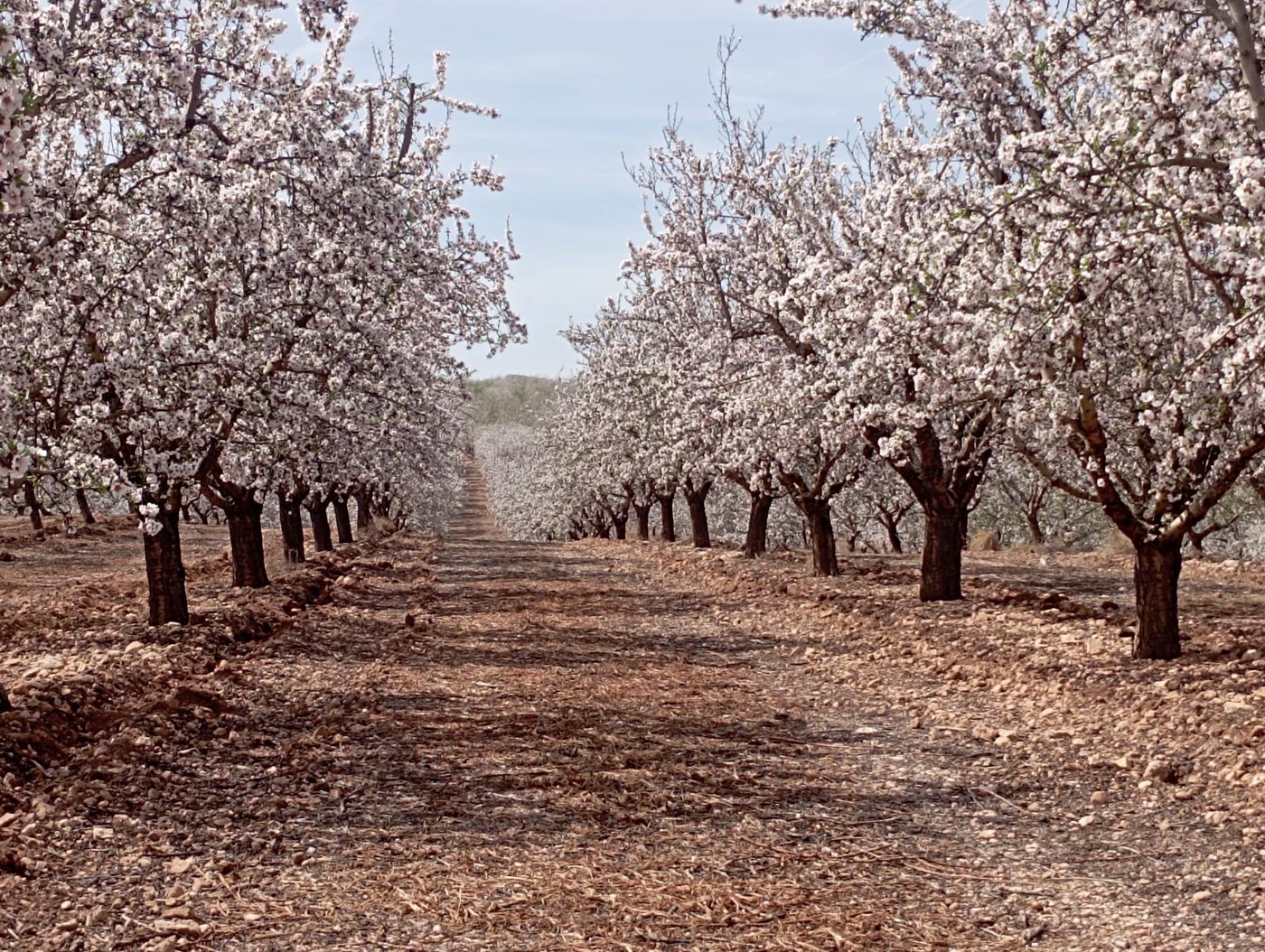 Almendros